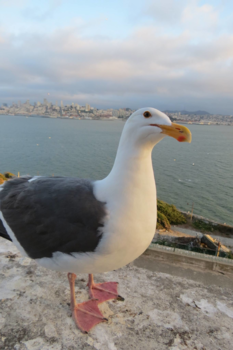Alcatraz - Uitzicht op San Francisco vanuit Alcatraz