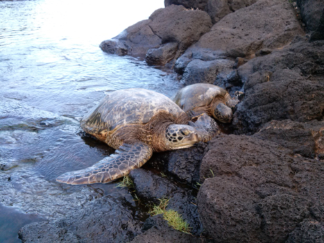 Kauai - Zwemmen naast schildpadden