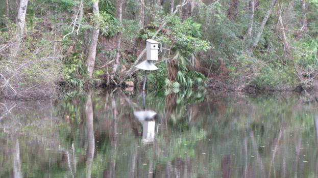 Florida - Homosassa springs.