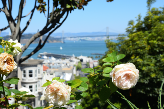 San Francisco - Roses in San Francisco