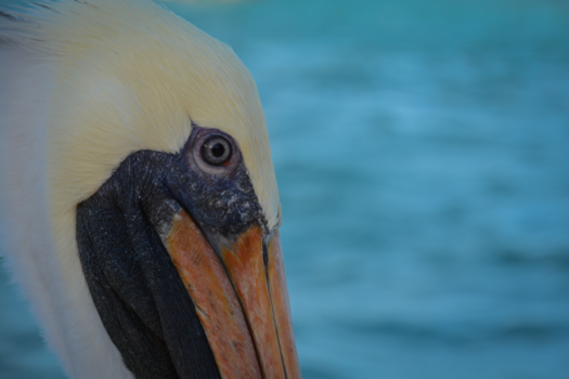 Florida Keys - Do you have fish?!