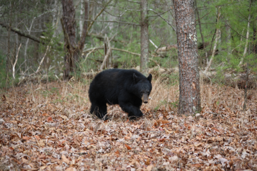 Great Smoky Mountains National Park