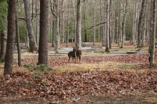 Great Smoky Mountains National Park