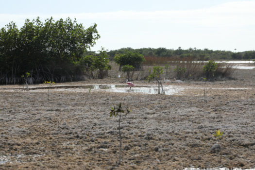 Florida - Everglades