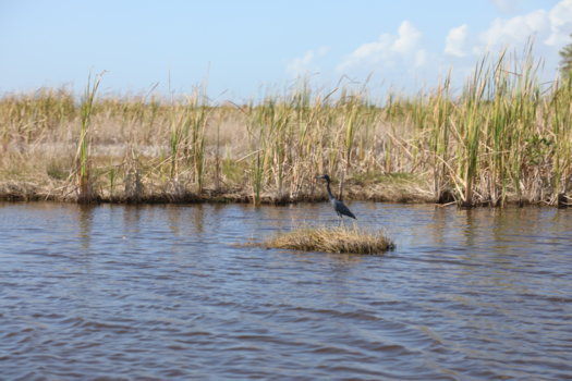 Florida - Everglades