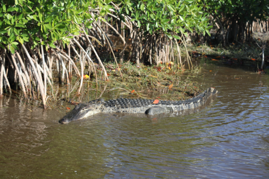 Florida - Everglades
