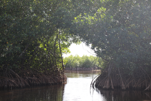 Florida - Everglades