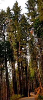 California - Humans for scale