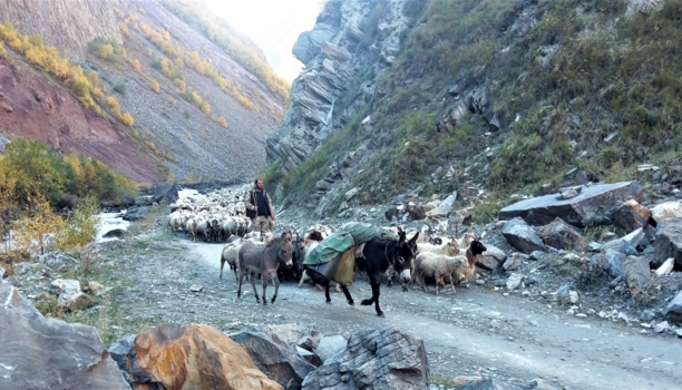 Georgia - Herder met zijn kudde