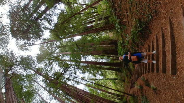 California - De eindeloze prachtige Sequioa bomen