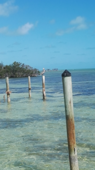 Florida - Pelican breeze