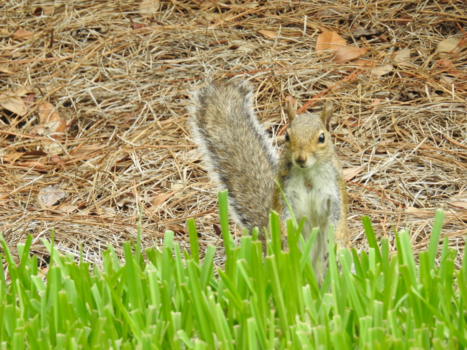 Orlando - Zoveel natuur op het resort. Met geduld kunnen maken