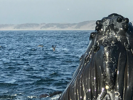 Monterey - Uniek moment