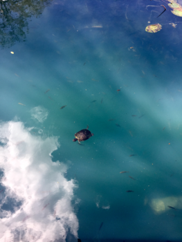 Orlando - Feeling like a turtle on clouds.