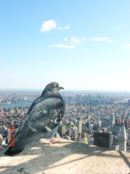 Empire State Building - Duif over Manhattan