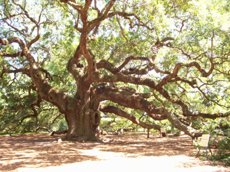 South Carolina - Angel Oak Tree op Johns Island bij Charleston, South Carolina