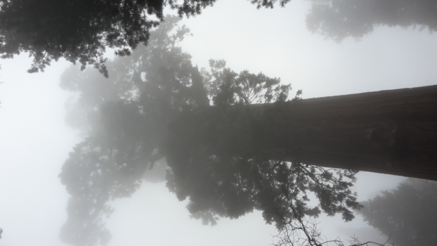 Sequoia en Kings Canyon National Park - Mistig!
