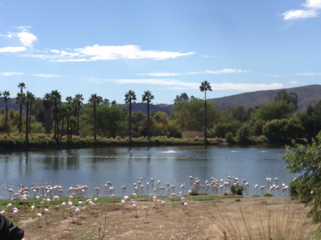 San Diego - San Diego Safari Park