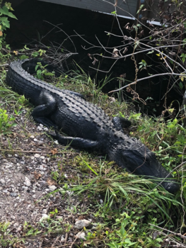 Everglades National Park - Bijna niet van ‘echt’ te onderscheiden of toch wel...?!