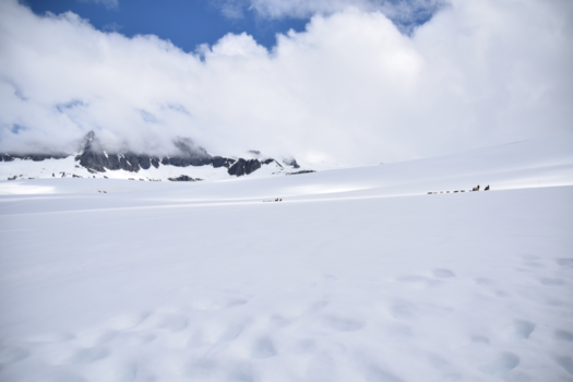 Rondreis Alaska - hondesledetocht op gletsjer Alaska