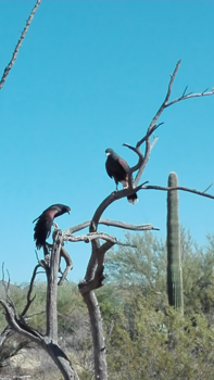 Alaska - Tuscon desert