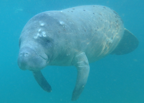 Florida - Zwemmen tussen de zeekoeien