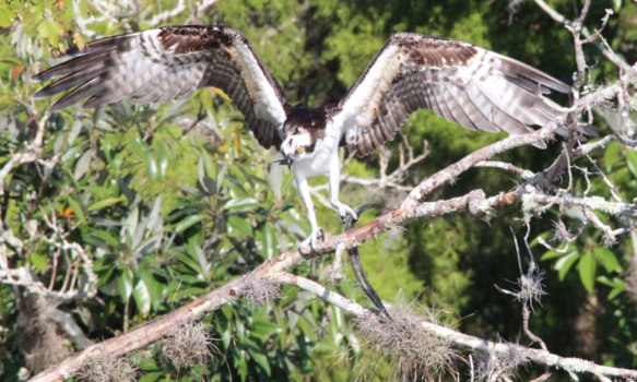 Florida - Prachtige visarend met prooi in zijn klauw
