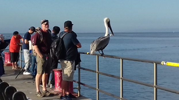 Los Angeles - Pelicaan op de 1e plaats! Vis komt via de vissers !