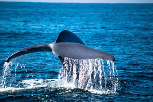 Monterey - "Hook" De blauwe vinvis