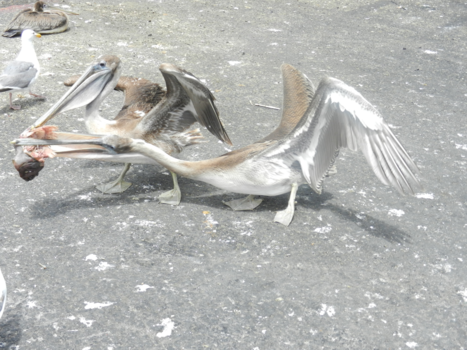 San Francisco - Pelikanen bij Fisherman's Wharf