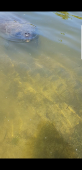 Florida Keys - Ontmoeting met zeekoeien in het wild