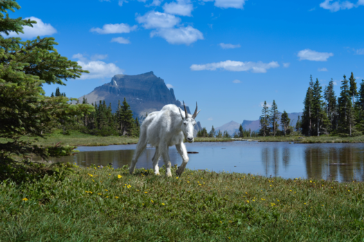 Glacier National Park - De ongerepte mountain goat.