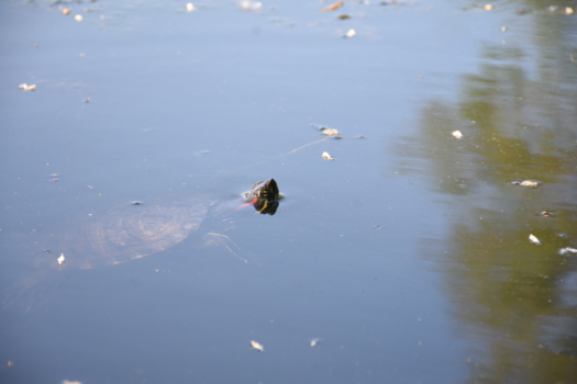 New York - Central Park schildpadjes