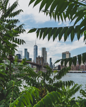 New York - Concrete Jungle