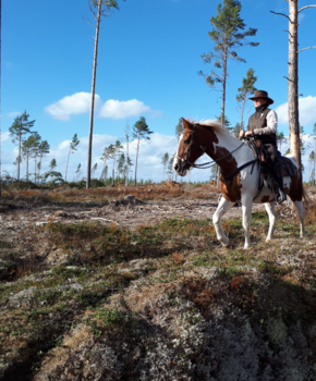 Rondreis Oostkust Amerika - Zweden trail on horseback