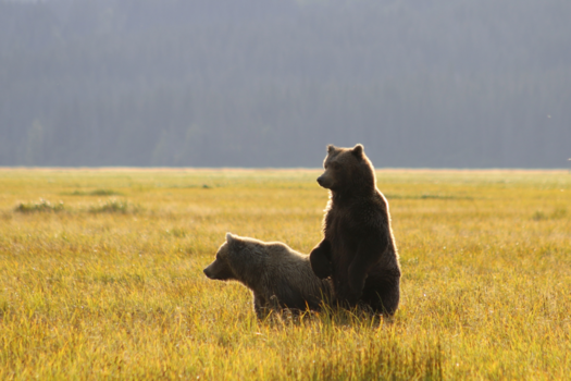 Alaska - Even kijken wat er verderop allemaal gebeurt...