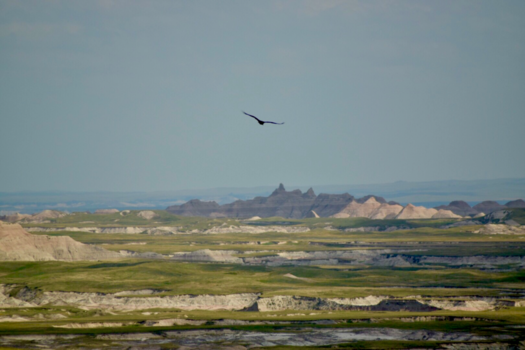 South Dakota - Badlands Bird