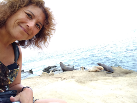 San Diego - La Jolla seals