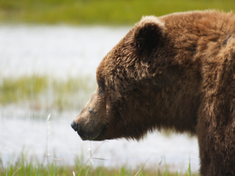 Rondreis Alaska - Happy Bear at Katmai NP - Alaska