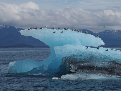Rondreis Alaska - Drijfijs in Kenai Fjords NP - Alaska