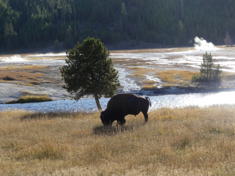 Yellowstone National Park - Grazing bison.
