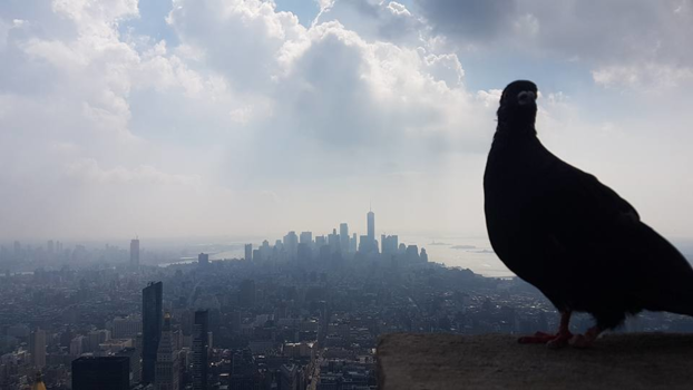 New York - Poseren voor de Skyline van New York City