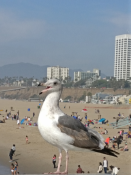 Santa Monica - Sta ik er goed op zo?