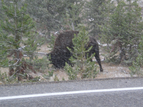 Yellowstone National Park - 'Aanval' in Yellowstone National Parkl