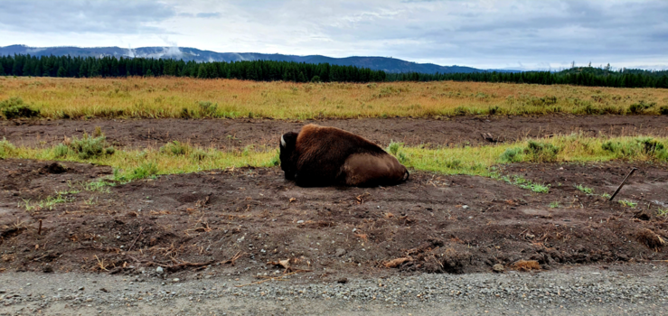 Yellowstone National Park - Slapende bizon langs de baan in Yellowstone National Park