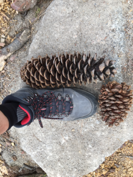 Sequoia en Kings Canyon National Park - Big, bigger, biggest