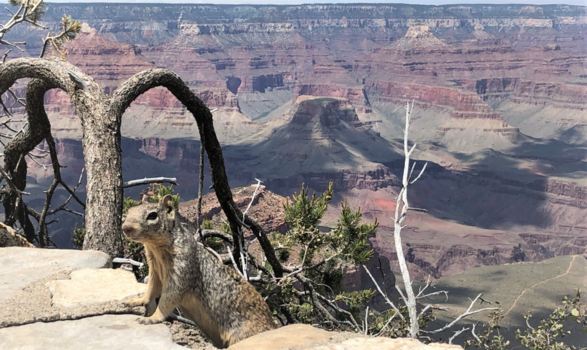 Rondreis Westkust Amerika - Wat doen jullie hier ?