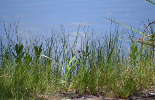 Florida - Everglades, Florida