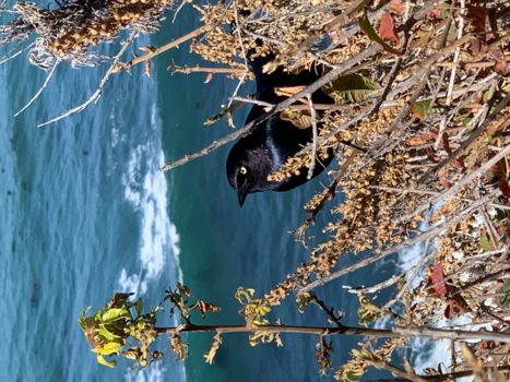 California - Along the 1 coast highway.