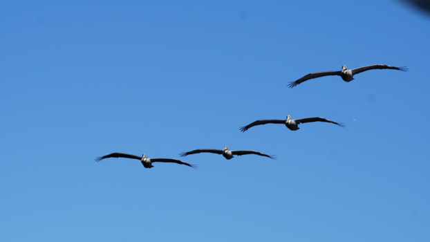 Florida - Ultieme vrijheid